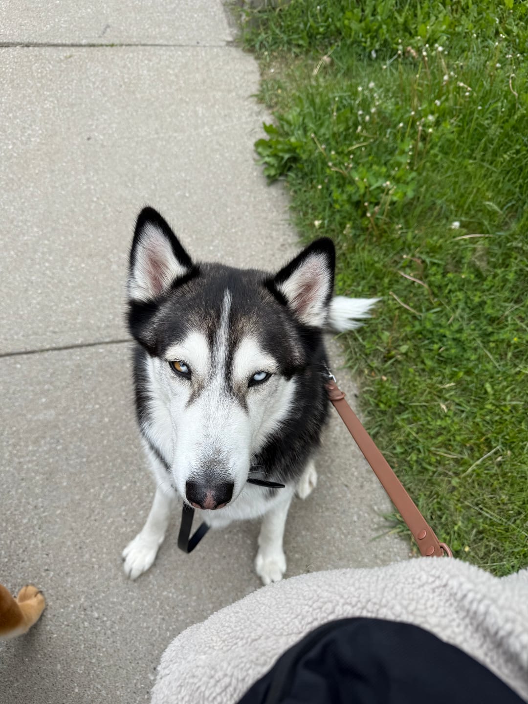 Customer photo review of Solace 6-IN-1 Hands Free Waterproof Leash