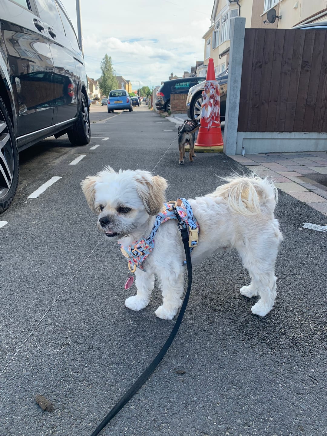 Customer photo review of Disney© Tough Trails™ Harness - Winnie The Pooh