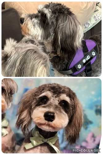 Customer photo review of FunFunPet 高機能ハーネス（お名前タグ作成サービス付き）