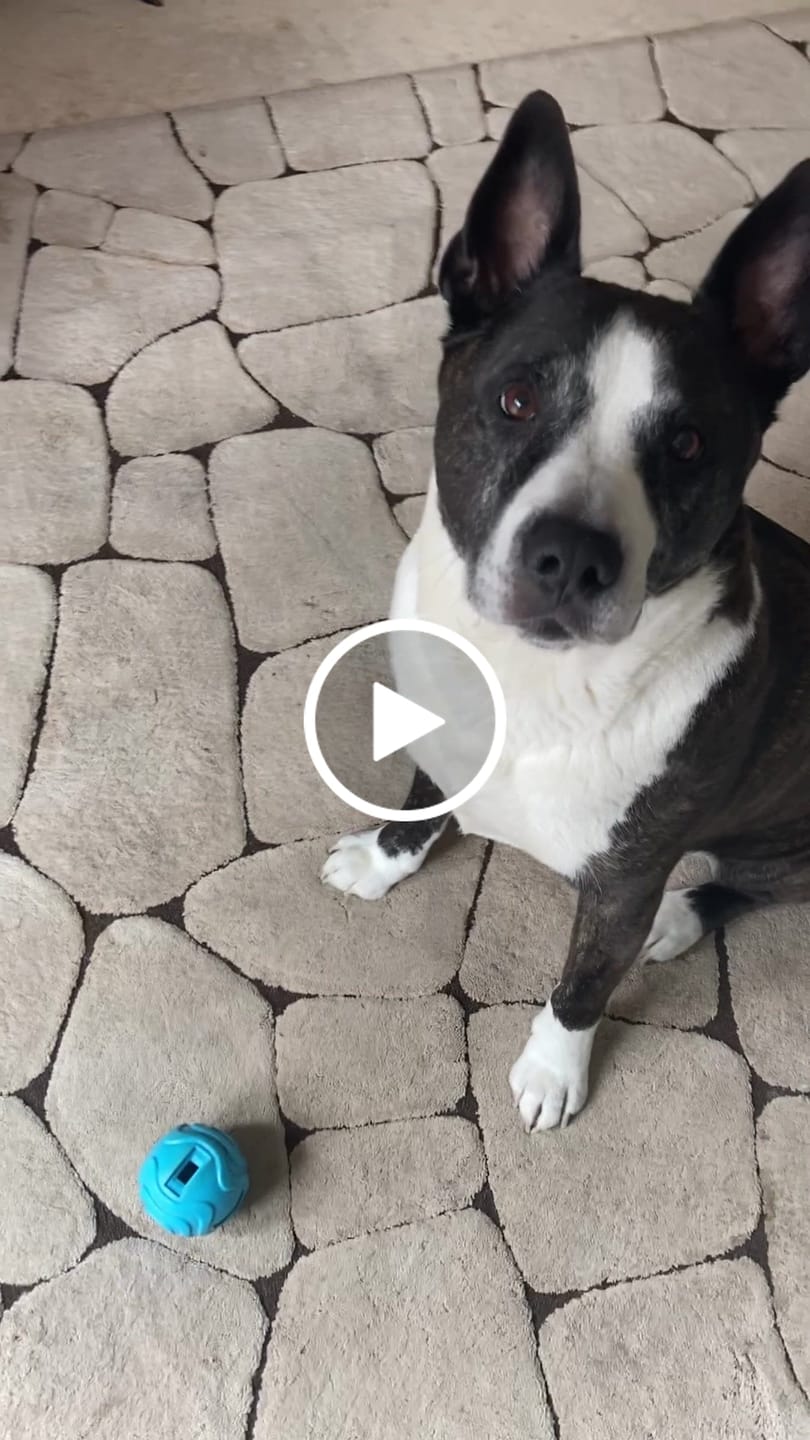 Customer video review of Lamb Trachea (200g)