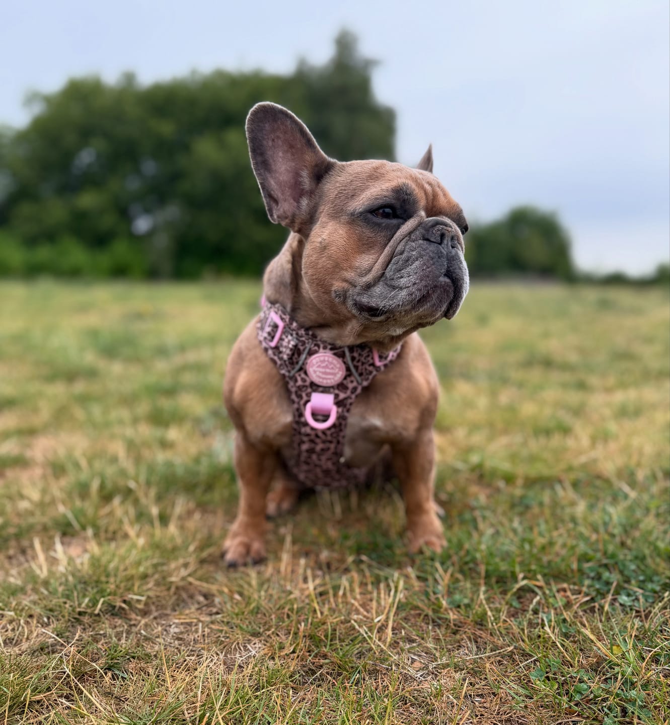 Customer photo review of Tough Trails™ Harness -  Leopard Print
