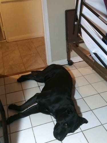 Customer photo review of Petsmont Buddy Guard Large Dog