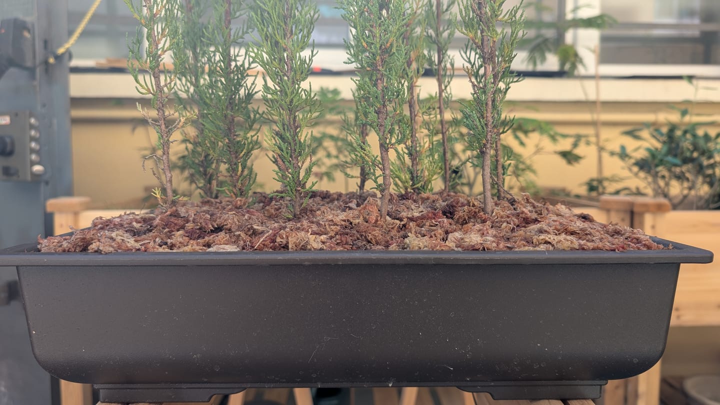 Customer photo review of TIGER CB® (substrato premium ad alte prestazioni)