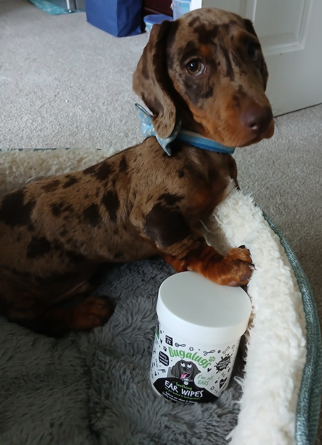 Customer photo review of Soothing Ear Wipes for Dogs 100 Pre-soaked & Biodegradable Wipes