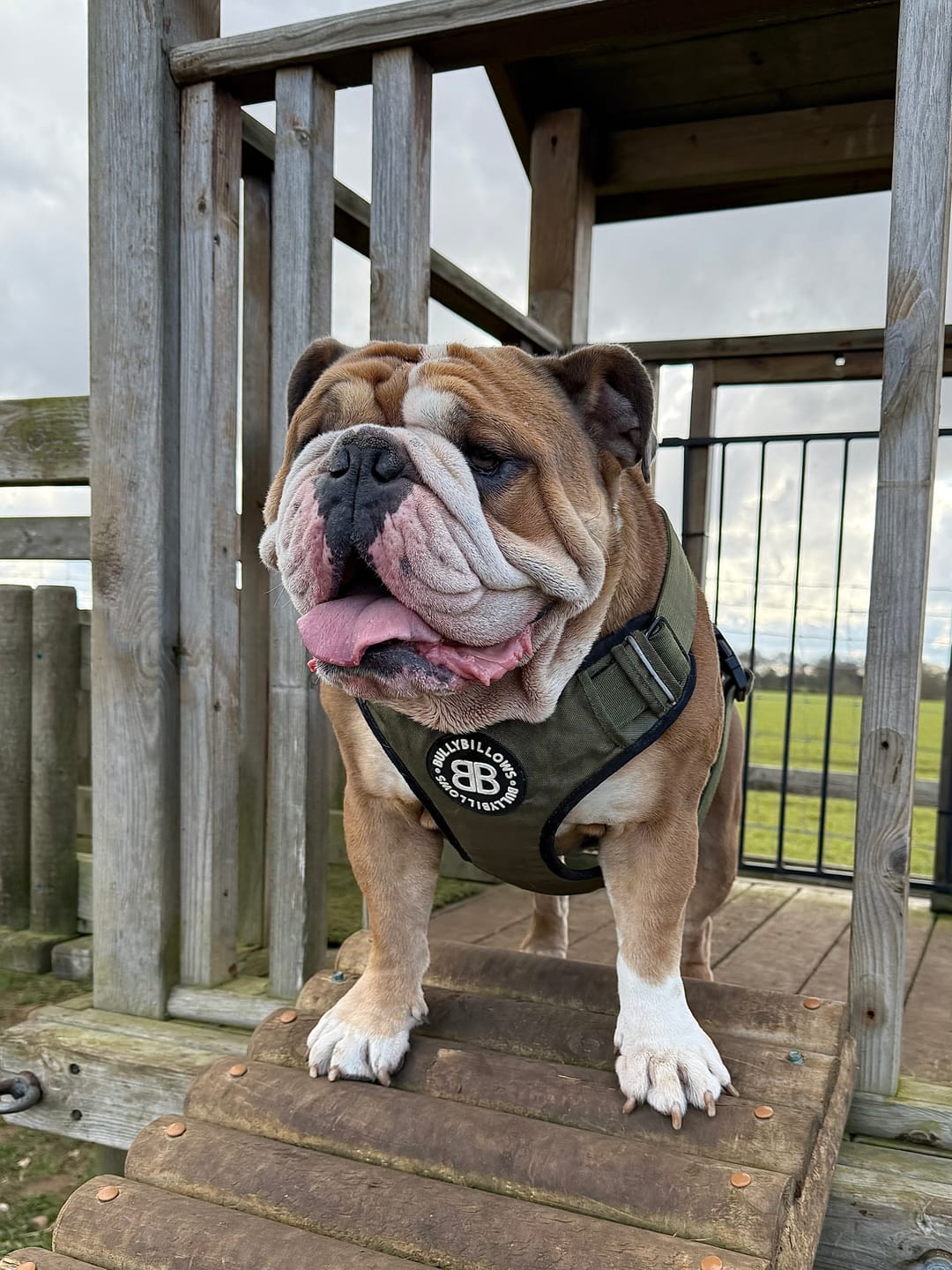 Customer photo review of Comfort Premium Harness | Non Restrictive - Khaki
