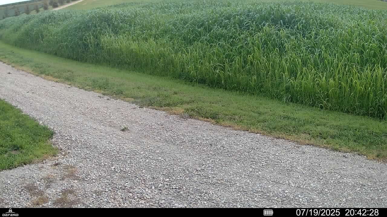 Customer photo review of Grain Sorghum Seed (A.K.A Red Milo)