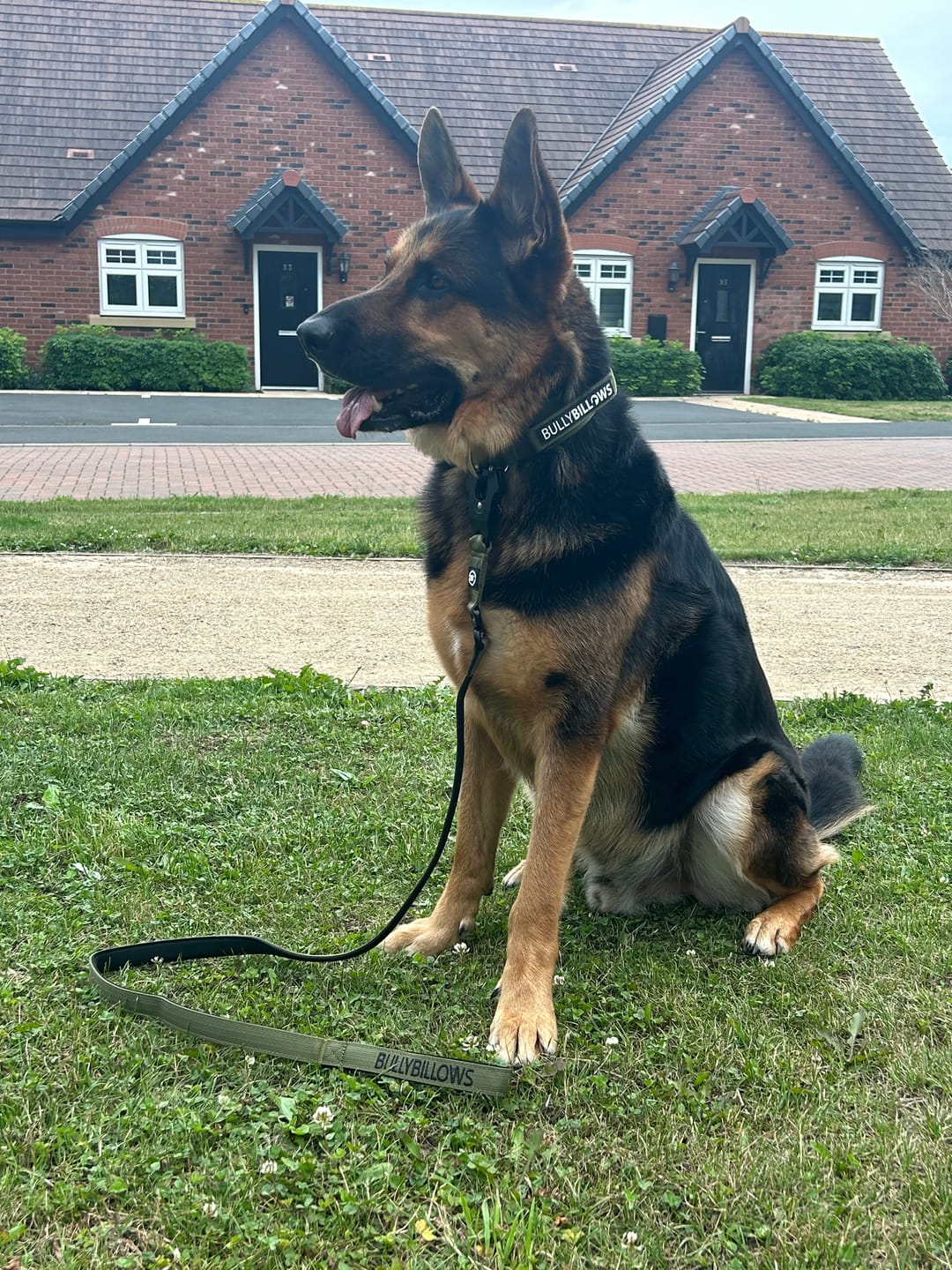Customer photo review of 5cm Combat® Collar | With Handle & Secure Clip - Khaki