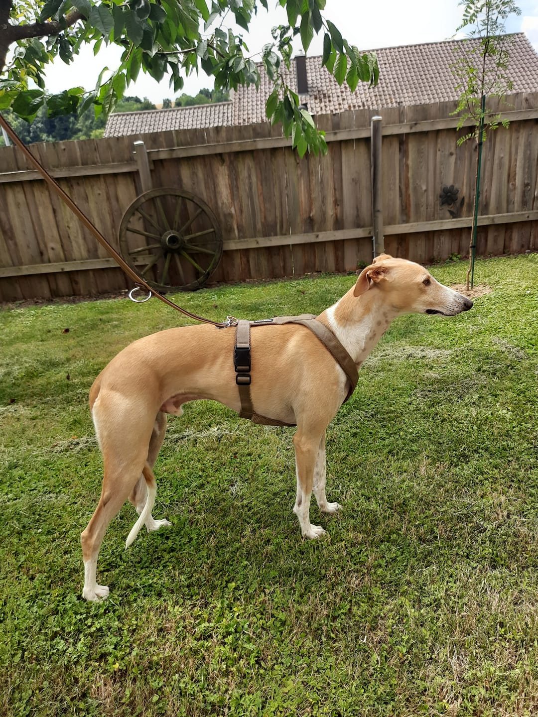 Customer photo review of Windhundgeschirr FUN "Golden Sand"