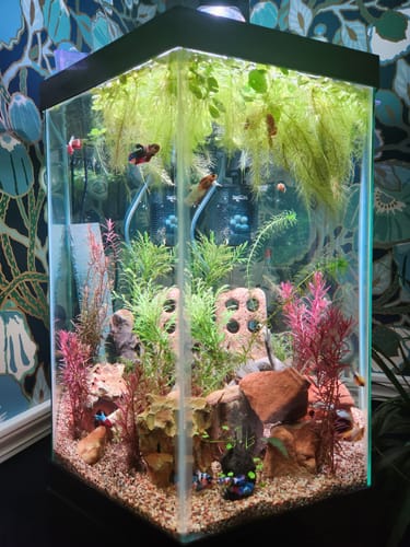 Customer photo review of Fancy Yellow Start Female Betta Fish Sorority | Successful Sorority Pack