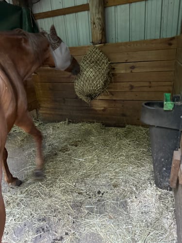 Customer photo review of Hay Chix® Half Bale Net