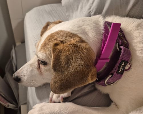 Customer photo review of FurLife™ - 8 Months Flea and Tick Collar for Dogs