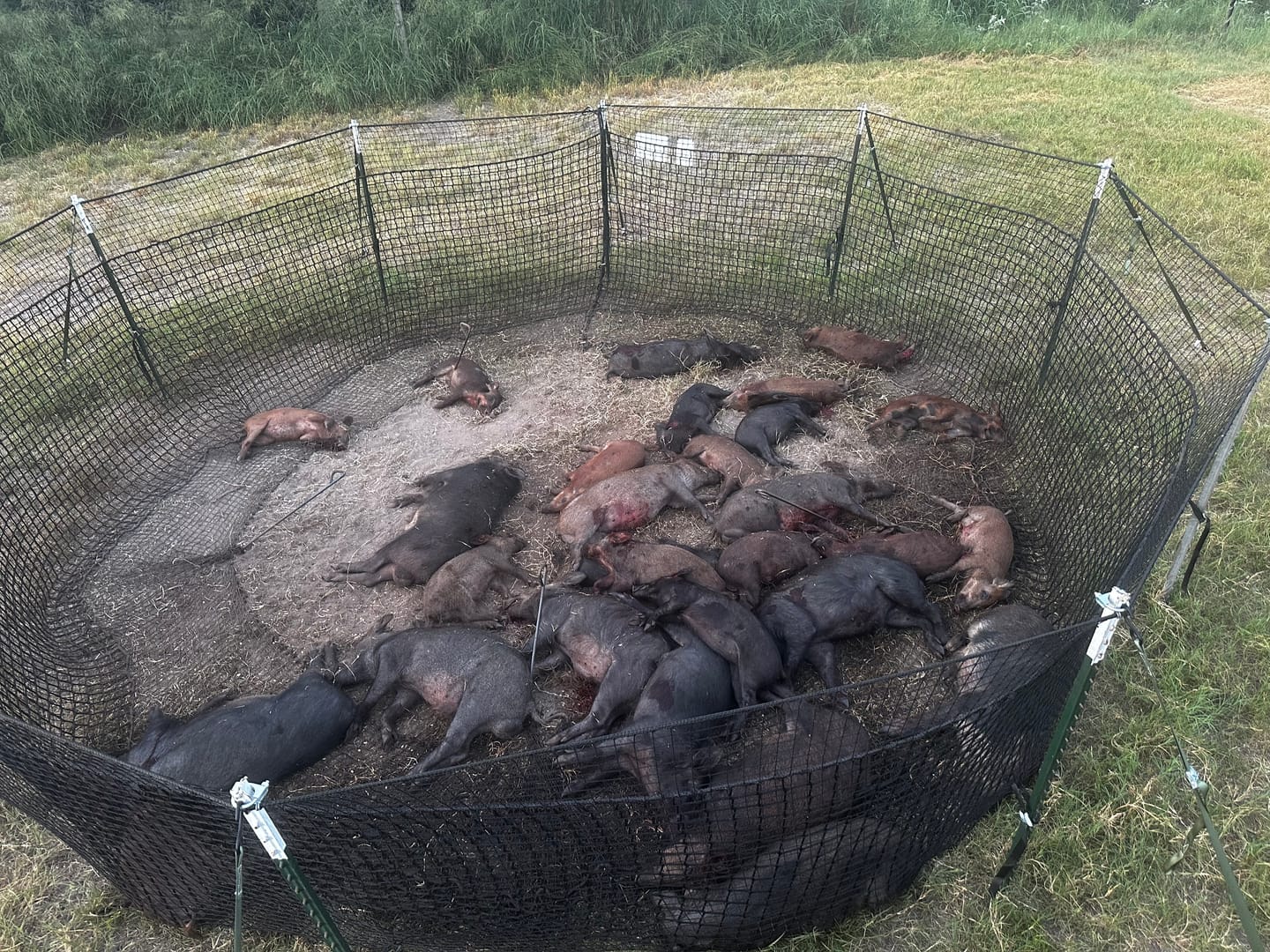 Customer photo review of Pig Brig Trap System