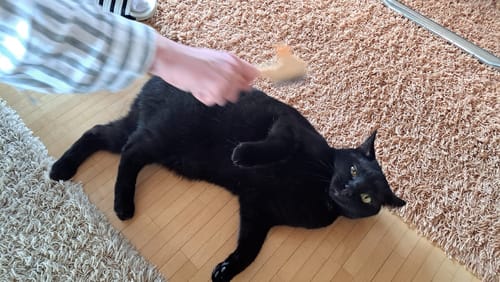 Customer photo review of Fellblitz-Bürste