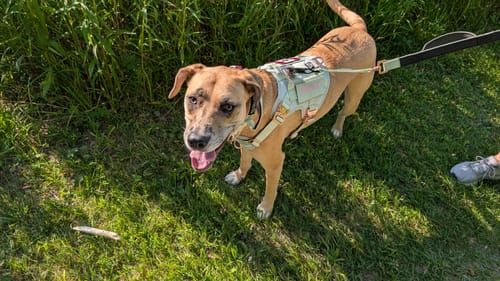 Customer photo review of Tacti Luxe Dog Leash - Honeydew