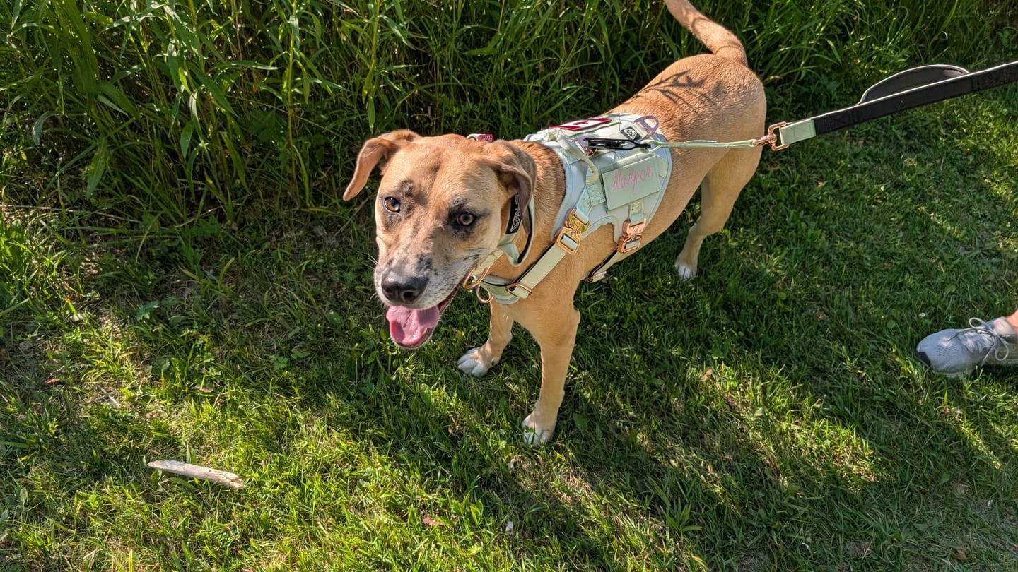 Customer photo review of Tacti Luxe Dog Leash - Honeydew