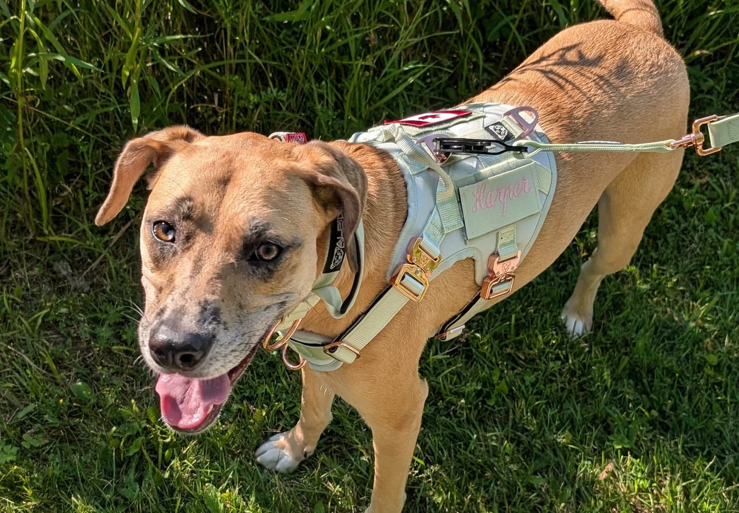 Customer photo review of HNTR 3.0 Dog Harness - Honeydew