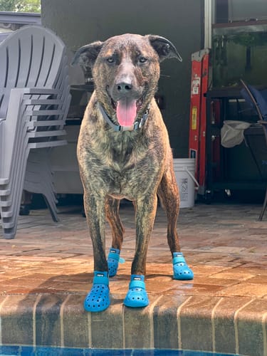 Customer photo review of WagWellies® Mojave