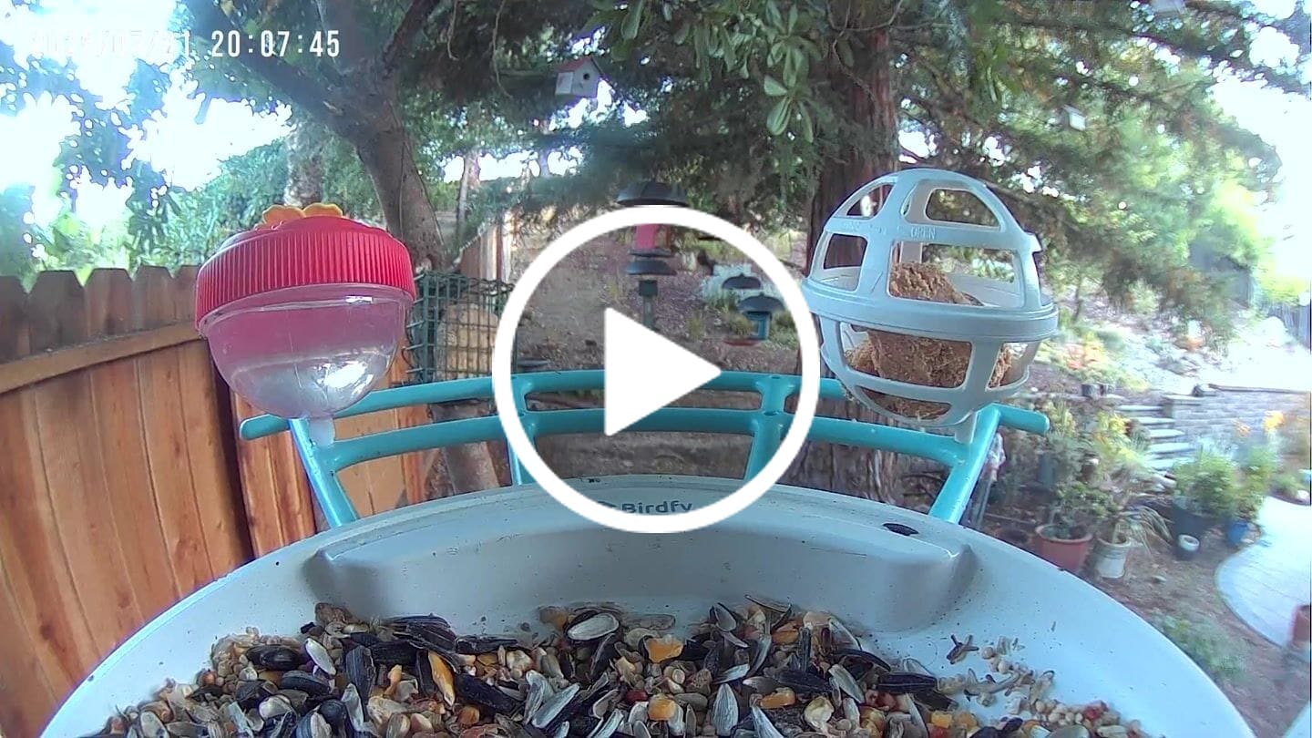 Customer video review of Birdfy Perch Pro Extension - Bird Feeder Extension