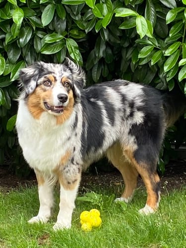 Customer photo review of Kauzauber-Ball