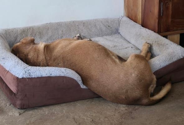 Customer photo review of Pet Perfect Orthopedische Hondenmand