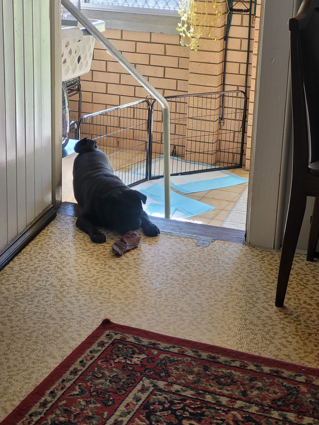 Customer photo review of Beef Nose (Snout) (Fur On or Off)