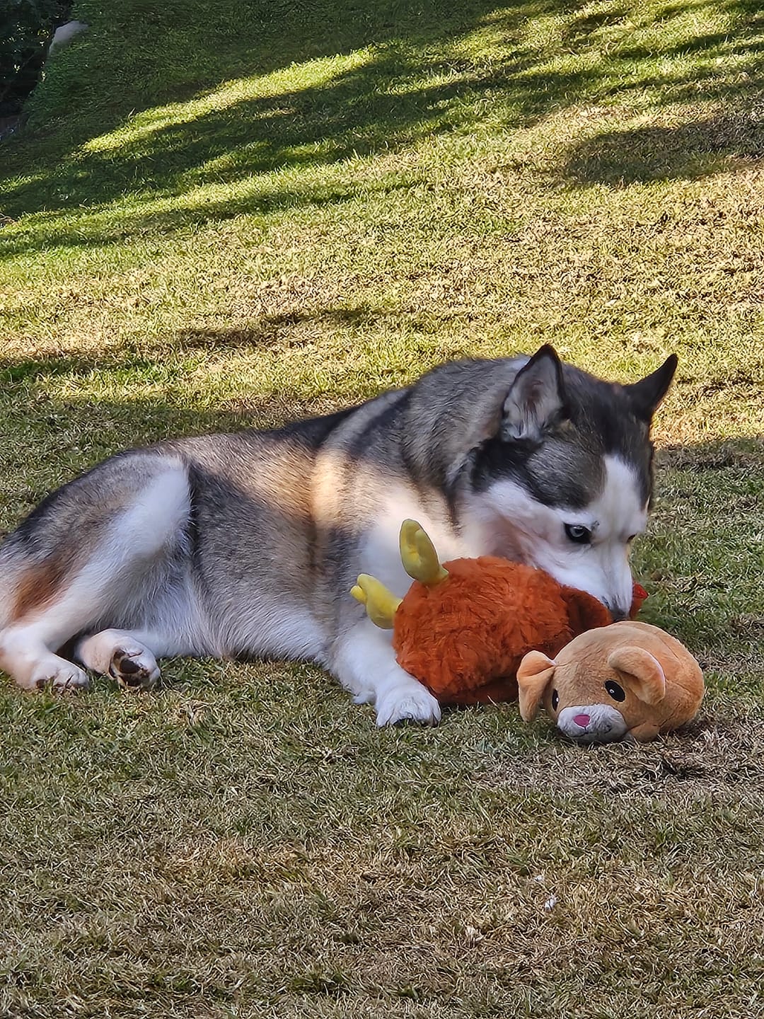 Customer photo review of Gallina Anti estrés THE DOGS
