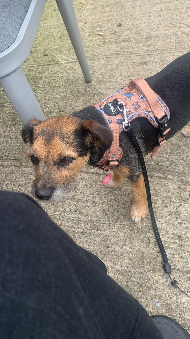 Customer photo review of Disney© Tough Trails™ Harness - Disney Dogs