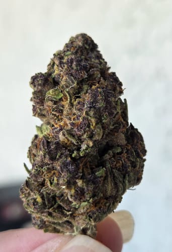 Customer photo review of Shipping Protection by Route