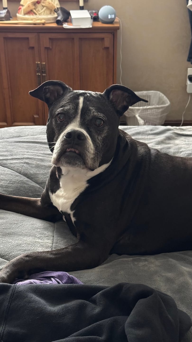Customer photo review of GCP Flea & Tick Natural Defense for Dogs - 100 Soft Chews