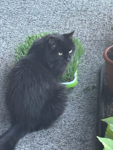 Customer photo review of Organic Cat Grass Seeds – 8oz USA-Grown Oat & Barley for Indoor Cats