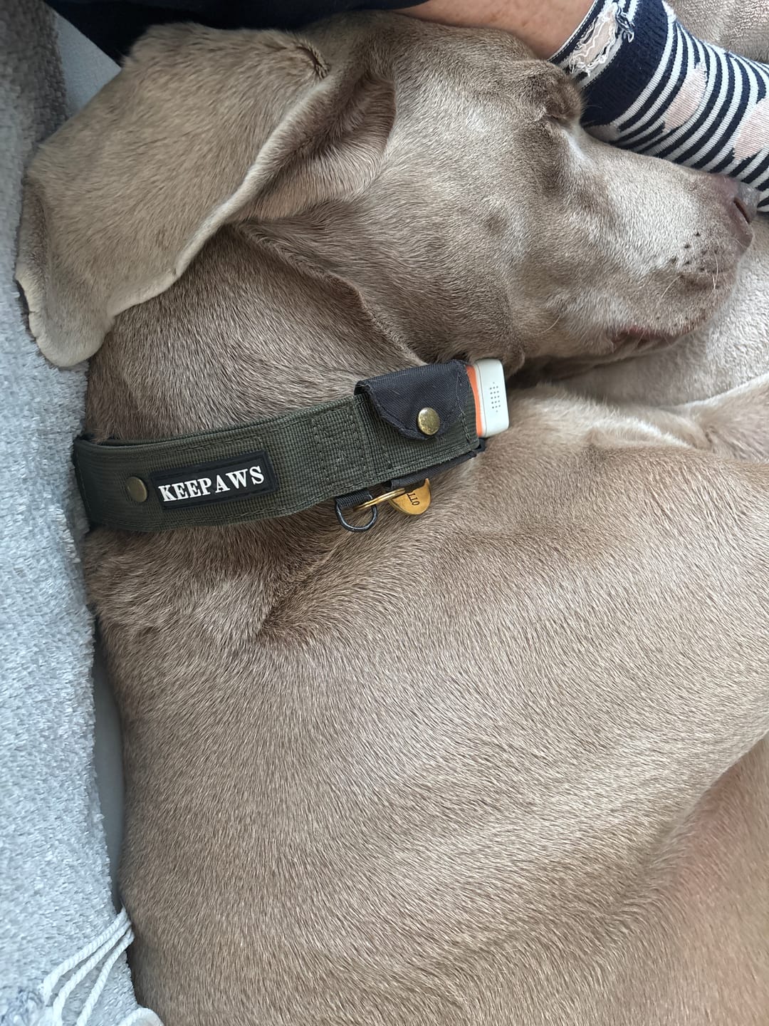 Customer photo review of Keepaws™ Tactical AirTag Collar