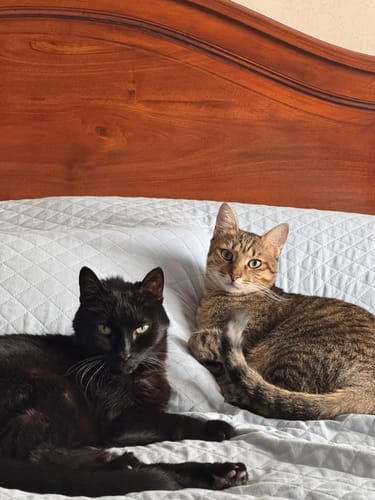 Laura B. review of 3x Ricarica Diffusore (48 ml) image 1 out of 1