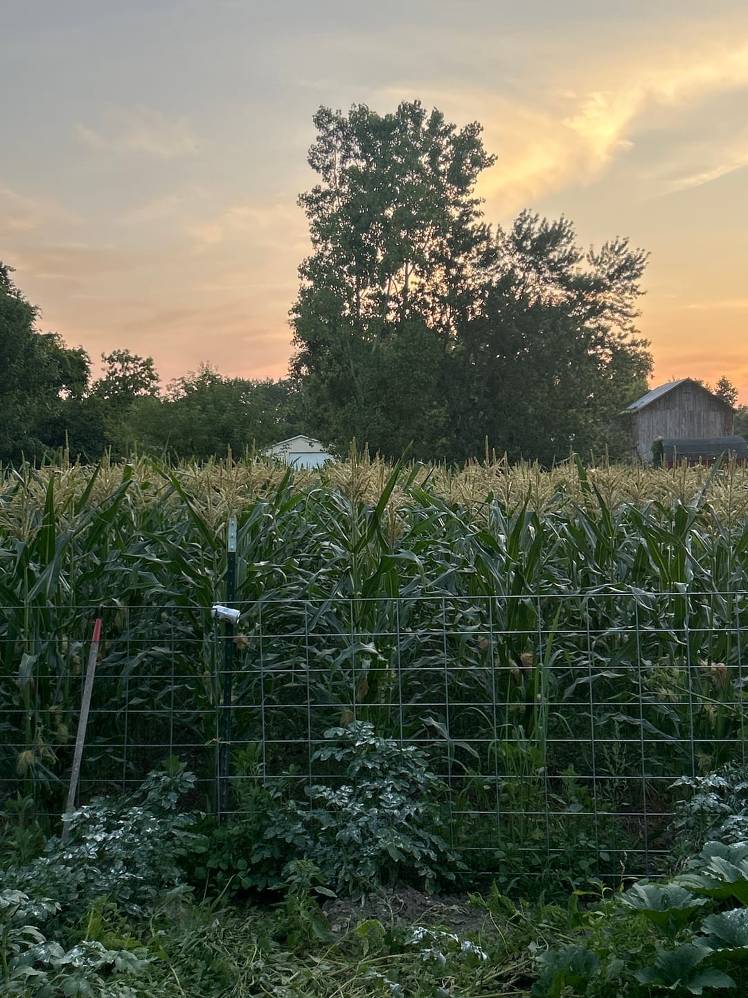 Customer photo review of Quick Trip Attribute II Sweet Corn (Roundup Ready)