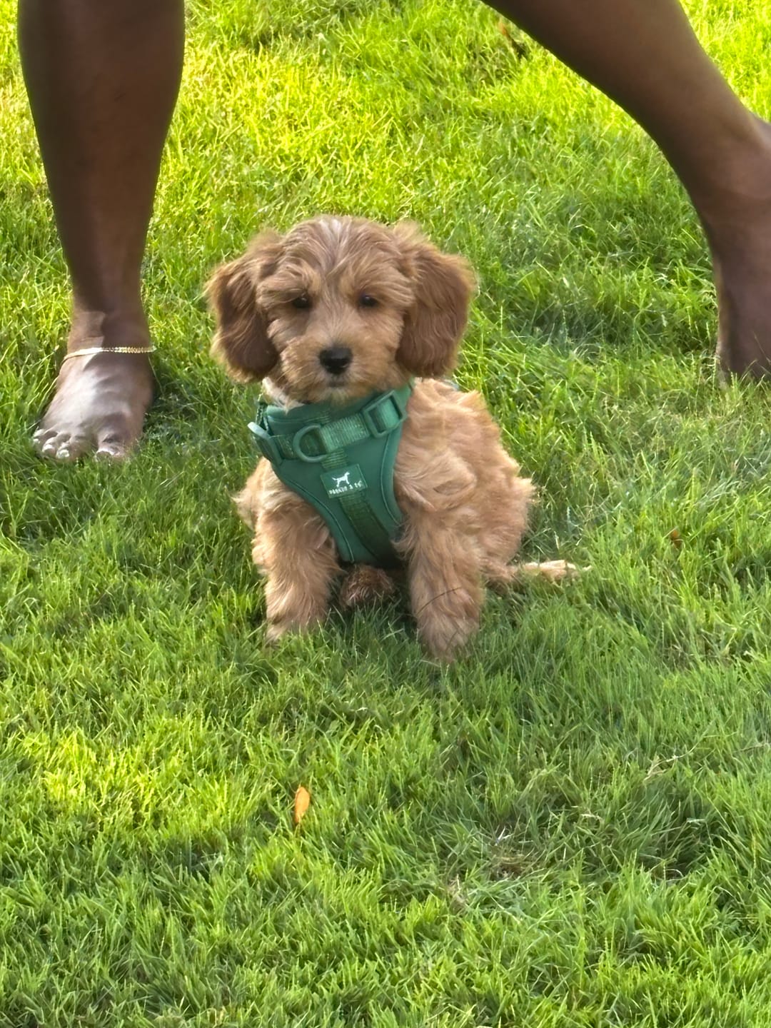 Customer photo review of Solace Adjustable Dog Harness