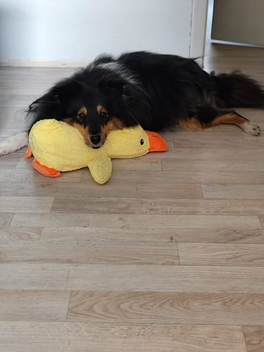 Customer photo review of Anti-Stress Ente