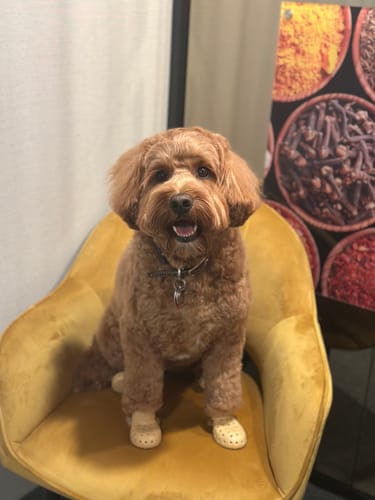 Customer photo review of WagWellies® Mojave