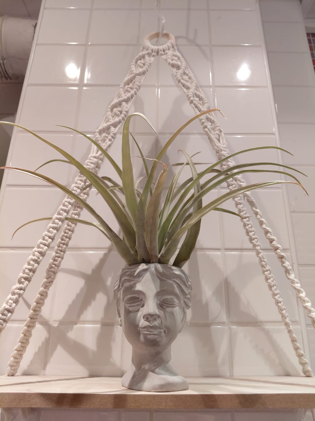 Customer photo review of Tillandsia capitata 'YELLOW' - XL
