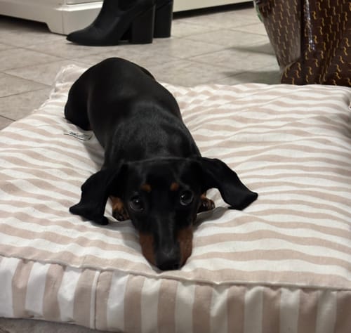 Customer photo review of Cover Materassino Sfoderabile Cotone Riga Larga Beige