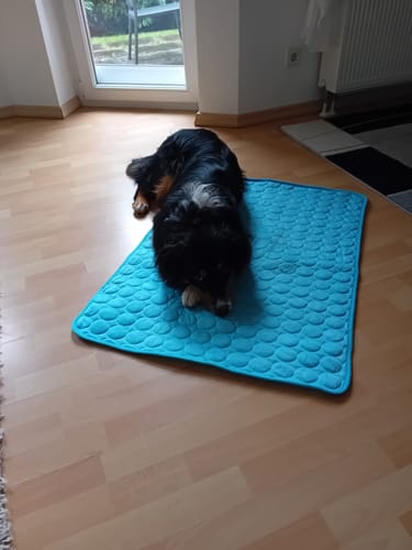 Customer photo review of Premium Kühlmatte für Hunde