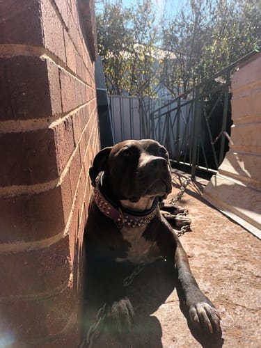 Customer photo review of Hand Made Leather Dog Collar - Ruthless Purple & Black (Wide Fit)
