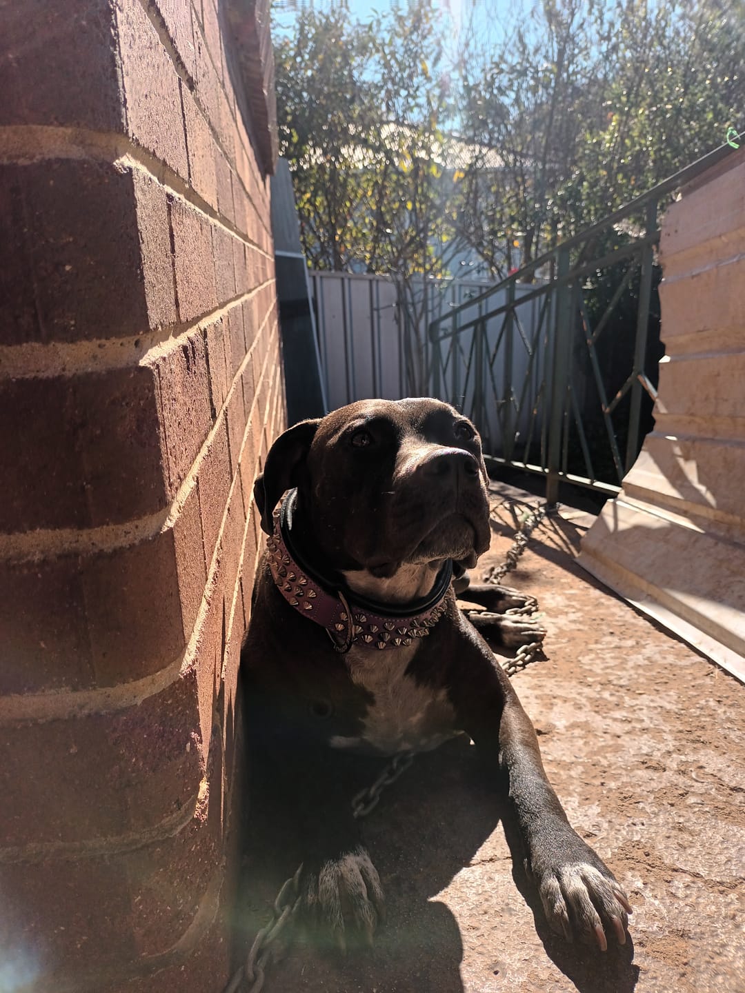 Customer photo review of Hand Made Leather Dog Collar - Ruthless Purple & Black (Wide Fit)