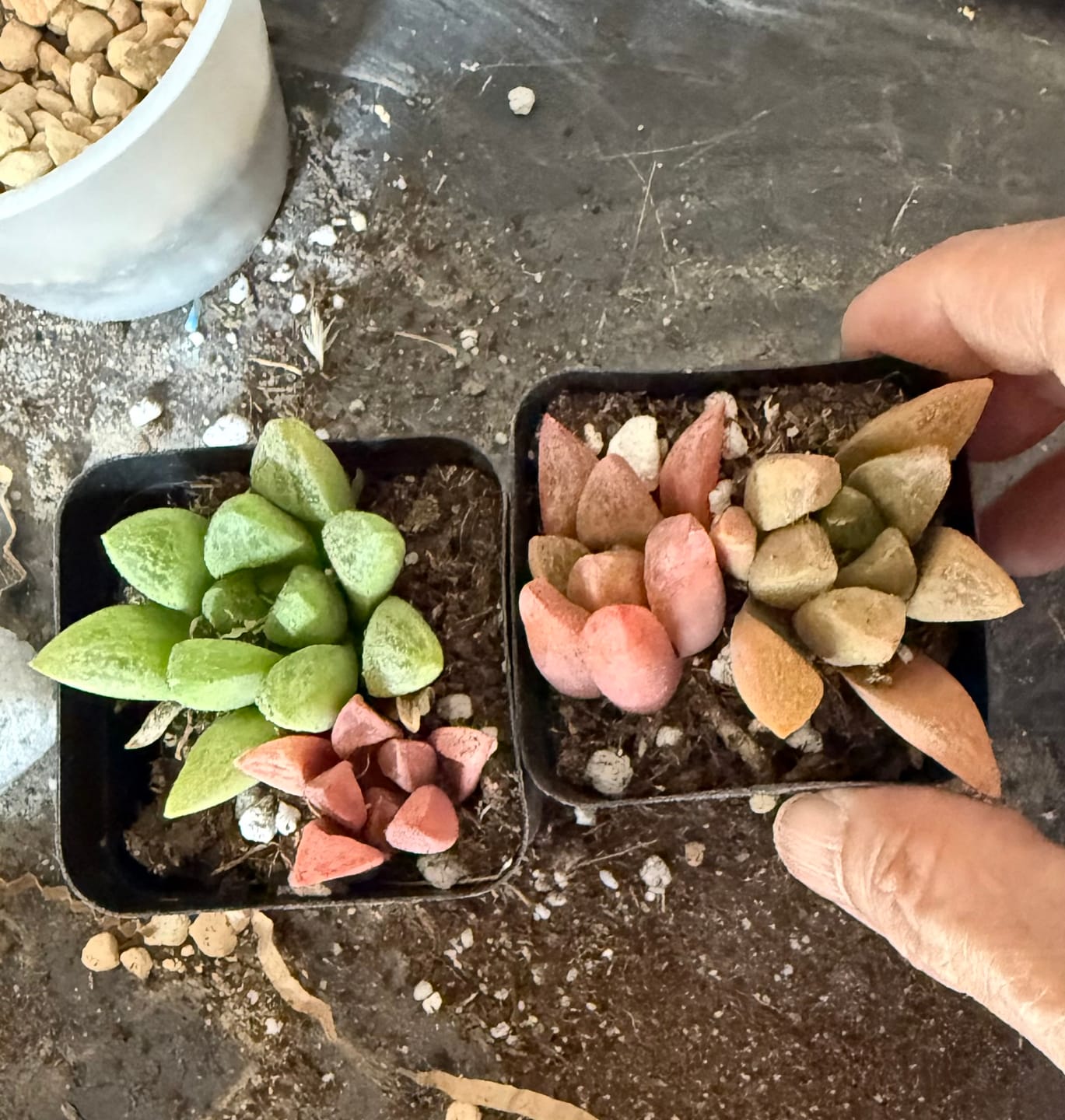 Customer photo review of Haworthia turgida var. suberecta