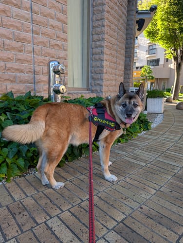 Customer photo review of FunFunPet 高機能ハーネス（お名前タグ作成サービス付き）