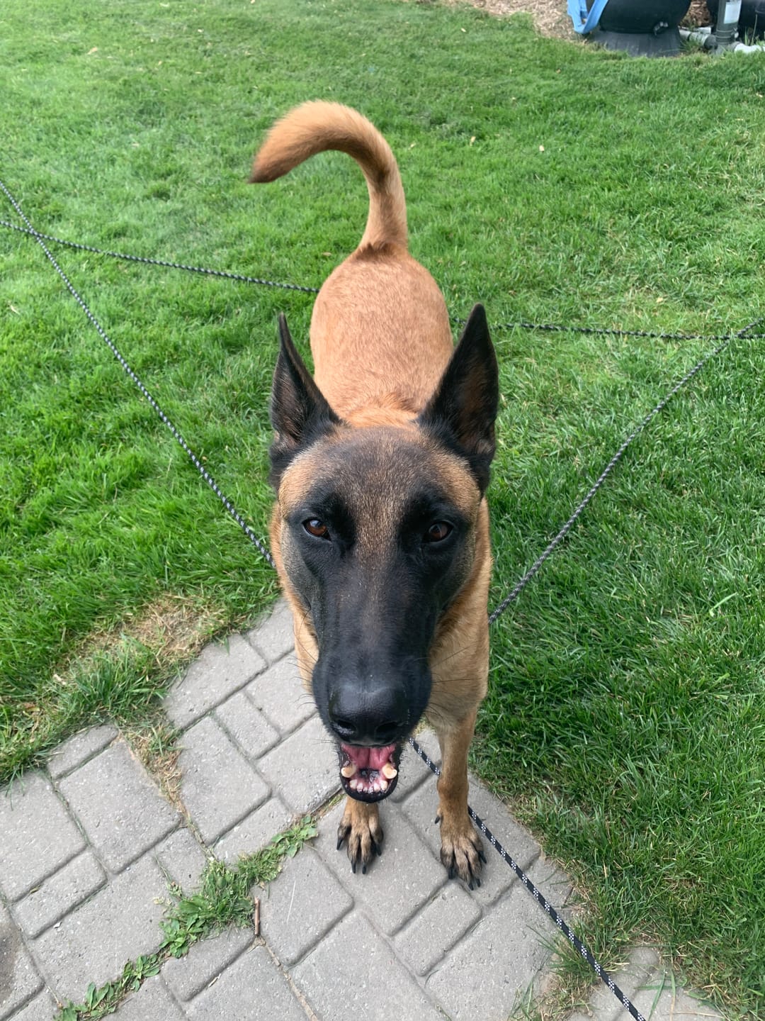 Customer photo review of Inukshuk - Nourriture pour Chien d'entrainement et performant (33lbs)