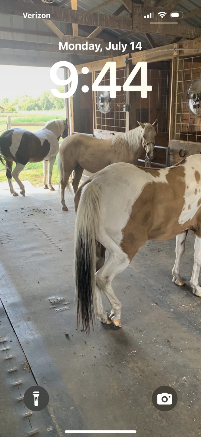 Customer photo review of Equine Aloe Vera Juice