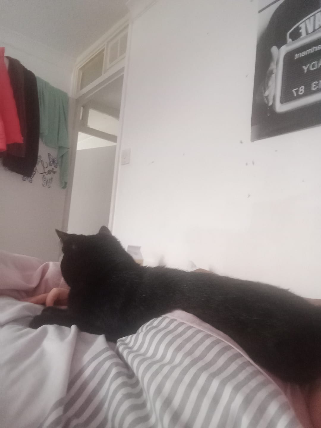 Customer photo review of Cat Spray