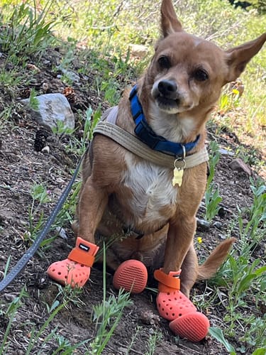 Customer photo review of WagWellies® Mojave Neon Orange