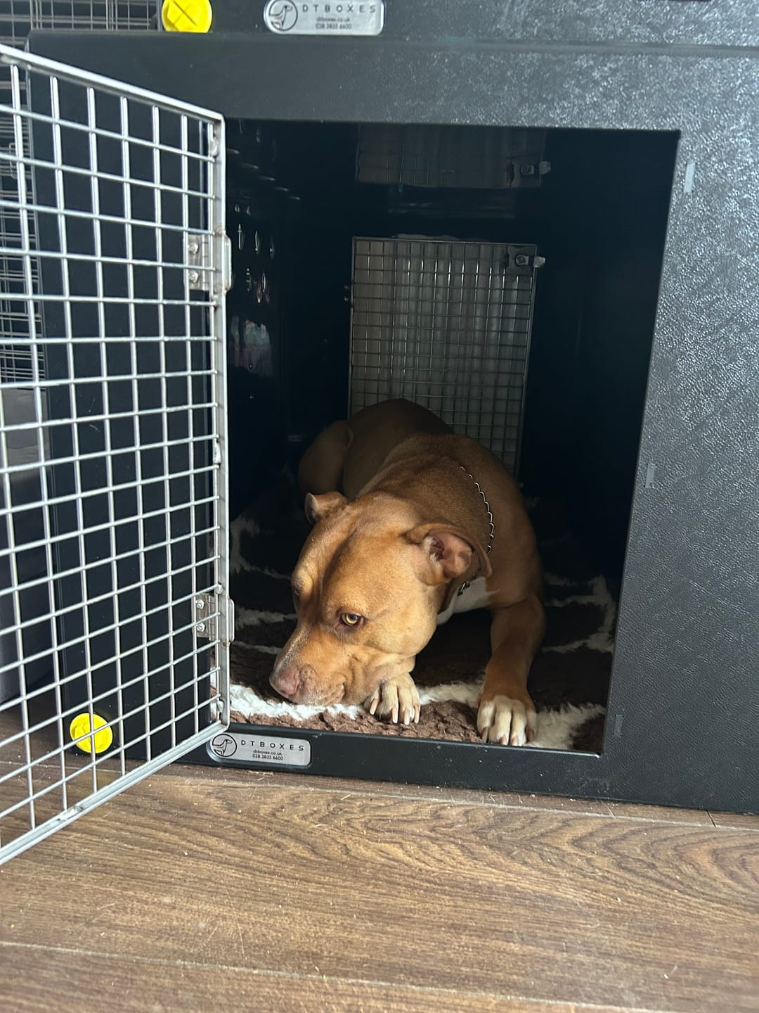 Customer photo review of Dog Van Kit | Peugeot Partner | 2008-Persent |Double stack | DT VS1