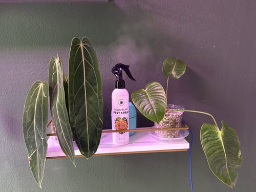 Customer photo review of Houseplant Pest Spray