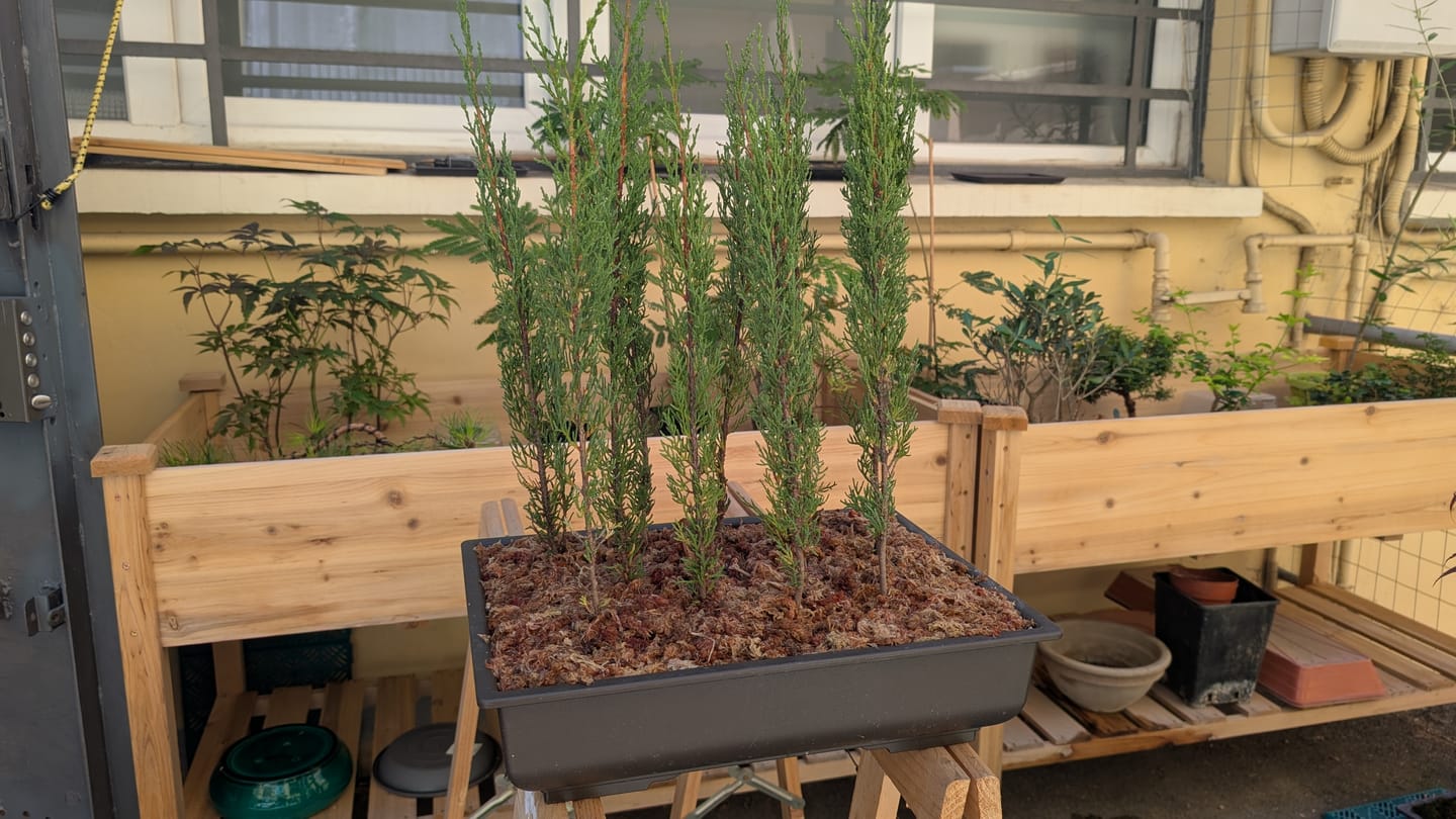 Customer photo review of VASI BONSAI PLASTICA RIGIDA PROFESSIONALI